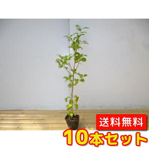 yzy10{Zbgz }{EV 0.8mO 10.5cm|bg ܂ڂ R@t t c A c  _ Rѕc ډB
