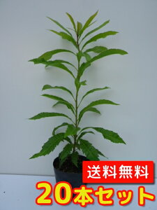 yzy20{Zbgz } 0.2mO 10.5cm|bg ܂ R c A c _ Rѕc ډB