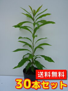 yzy30{Zbgz } 0.2mO 10.5cm|bg ܂ R c A c _ Rѕc ډB