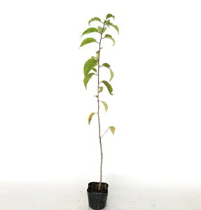 yzy10{Zbgz }UN 0.8mO 10.5cm|bg ܂ R TN   c A c  _ Rѕc ډB