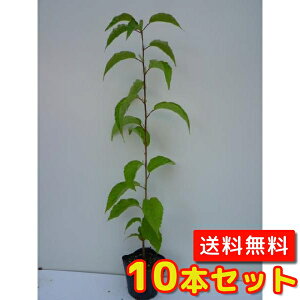 植木 盆栽 ヤマザクラの通販 価格比較 価格 Com