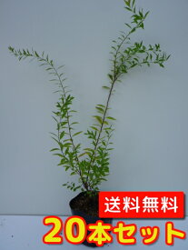 楽天市場 苗 ユキヤナギの通販