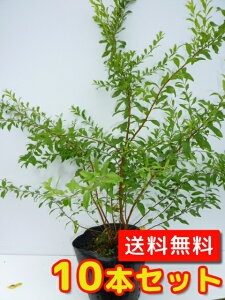 植木 盆栽 ユキヤナギの人気商品 通販 価格比較 価格 Com