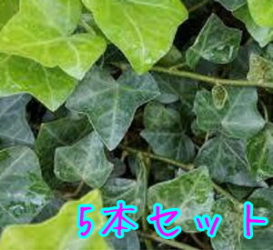 yzy5{Zbgz wf wbNX / 9.0cm|bg ւł ւ ACr[ wfwbNX c A c OhJo[  񂹐A 