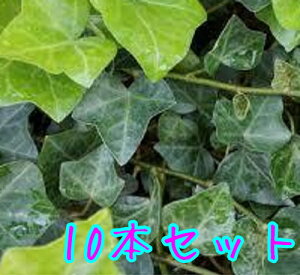 yzy10{Zbgz wf wbNX / 9.0cm|bg ւł ւ ACr[ wfwbNX c A c OhJo[  񂹐A 