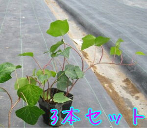yzy3{Zbgz wf JiGVX / 10.5cm|bg ւł Ȃ肦񂵂 ACr[ IJd^ wfJiGVX c A c  OhJo[  񂹐A 