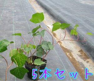 yzy5{Zbgz wf JiGVX / 10.5cm|bg ւł Ȃ肦񂵂 ACr[ IJd^ wfJiGVX c A c OhJo[  񂹐A 