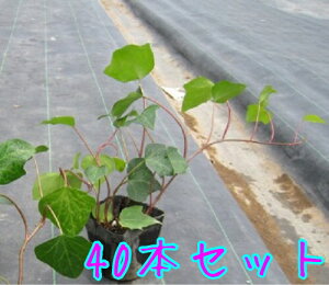 yzy40{Zbgz wf JiGVX / 10.5cm|bg ւł Ȃ肦񂵂 ACr[ IJd^ wfJiGVX c A c  OhJo[  񂹐A 