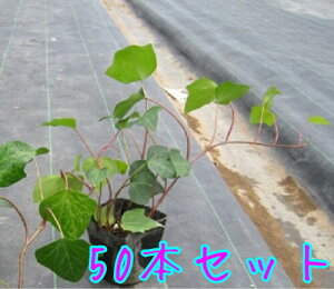 yzy50{Zbgz wf JiGVX / 10.5cm|bg ւł Ȃ肦񂵂 ACr[ IJd^ wfJiGVX c A c  OhJo[  񂹐A 