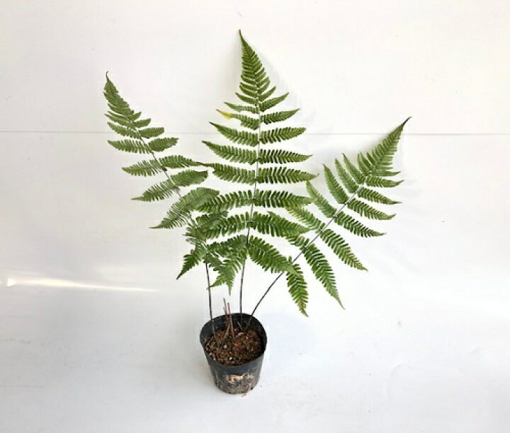 ファッションデザイナー 草花の苗 シダ ベニシダ 紅羊歯 5号ポット Rmladv Com Br