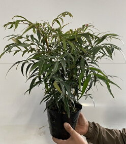 楽天市場 植木 種類 植物 ナンテン 人気ランキング1位 売れ筋商品