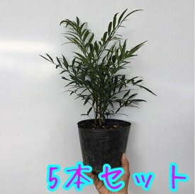 楽天市場 柊 苗の通販