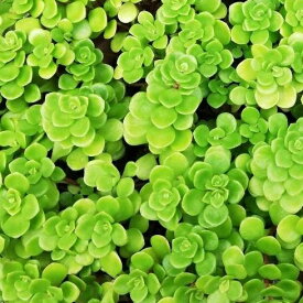 楽天市場 万年草の通販