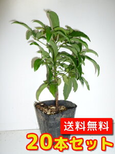 植木 盆栽 万両の人気商品 通販 価格比較 価格 Com