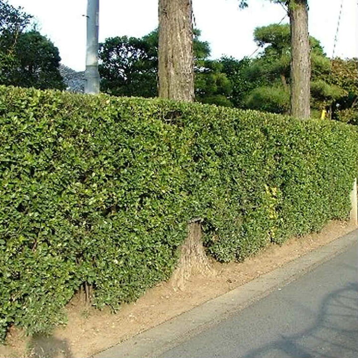 楽天市場 単 品 マサキ 樹高0 3m前後 10 5cmポット まさき 柾 正木 苗 植木 苗木 生垣 目隠し 花と緑