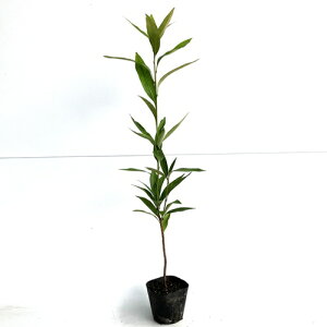 yzy200{Zbgz }eoVC 0.5mO 10.5cm|bg ܂Ă΂ nt St c A c _ Rѕc ډB