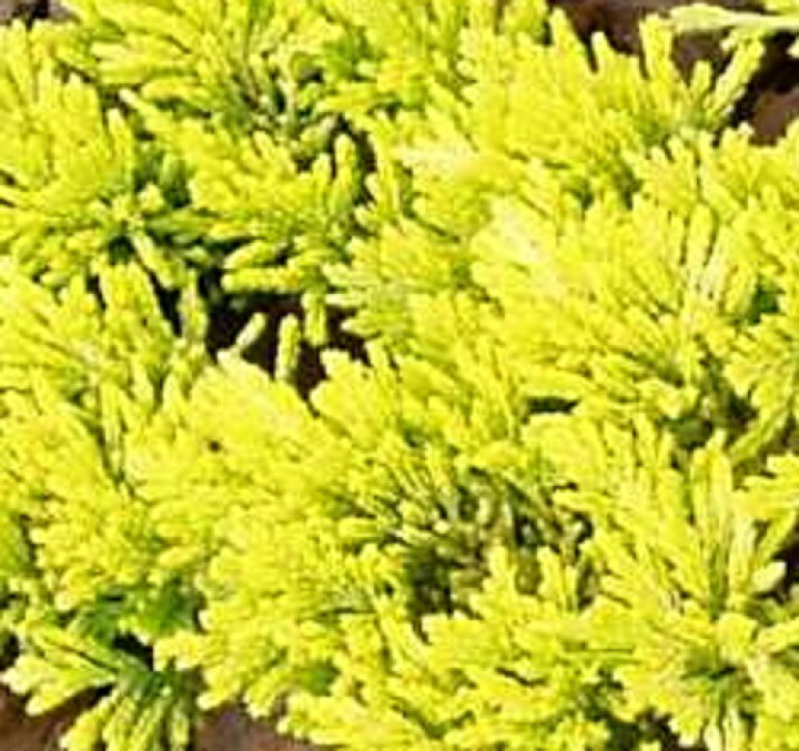 大注目 マザーローデ 長さcm前後 15cmポット こにふぁー コニファー 苗 植木 苗木 グランドカバー 下草 寄せ植え 低木 Fucoa Cl