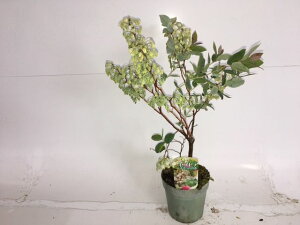 【送料無料】【10本セット】 スズランノキ ゼノビア 樹高0.4m前後 15cmポット すずらんのき スズランノキ すずらんの木 スズランの木 苗 植木 苗木 庭