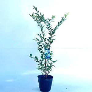 y P i z u[x[ AXu[ 0.4mO 15cm|bg 肷Ԃ[ u[x[c c A c  _ ډB