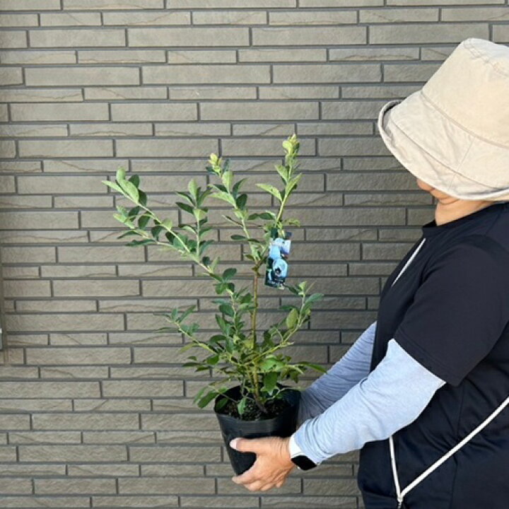 楽天市場】【送料無料】【10本セット】 ブルーベリー フェスティバル 