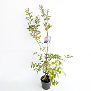 yzy10{Zbgz u[x[ eBtu[ 0.5mO 15cm|bg Ԃ[ׂ[ ĂӂԂ[ rbgACn u[x[c c A c  ʎc ʎ 