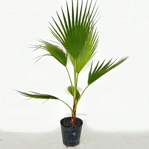y P i z VgV t1.0mO 21cm|bg wFWashingtonia robusta VgVhL q̖ V̖ c A c ډB