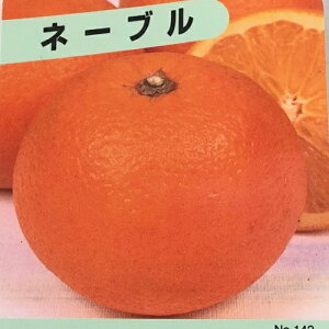 y P i z l[uIW 0.2mO 9.0cm|bg ˁ[Ԃ邨 IW ږؕc yɃx_ł c A c  ʎc ʎ  k ډB
