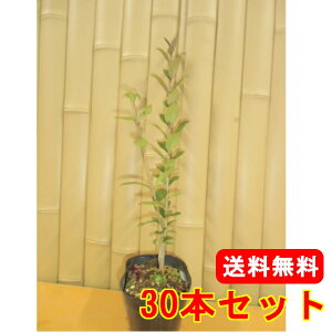yzy30{Zbgz lY~` 0.5mO 10.5cm|bg ˂݂ lv c A c  _ ډB