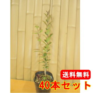 yzy40{Zbgz lY~` 0.5mO 10.5cm|bg ˂݂ lv c A c  _ ډB