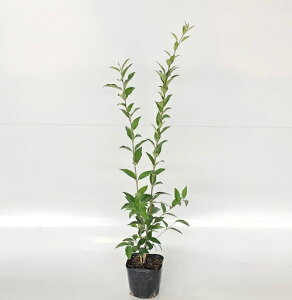 yzy20{Zbgz lY~` 0.8mO 10.5cm|bg ˂݂ lv c A c  _ ډB