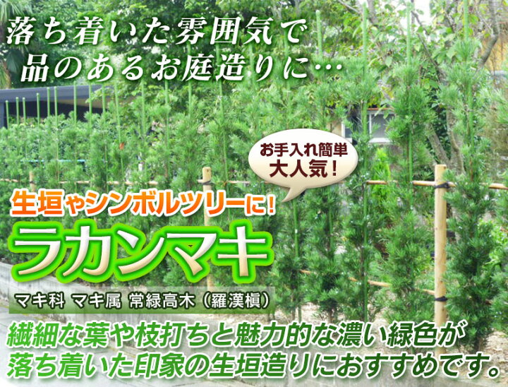 楽天市場】【送料無料】【20本セット】 ラカンマキ 樹高0.3m前後 10.5 