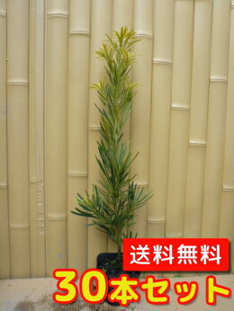 ラカンマキ樹高20cm前後ポット苗生垣用