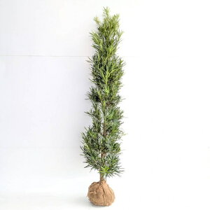 yzy8{Zbgz J}L 1.2mO  炩܂  }LmL ܂̂ }L ܂ c A c _ ډB