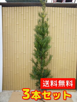 ラカンマキ生垣樹高1.5m前後