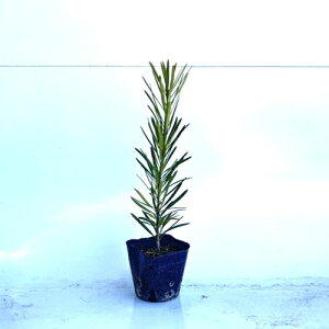マキの木 ラカンマキ らかんまき 羅漢槙 槙の木 植木 樹齢 約年40年 