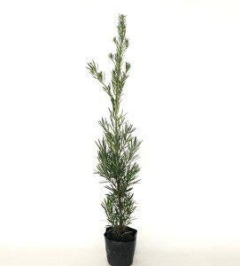 植木 盆栽 マキの人気商品 通販 価格比較 価格 Com