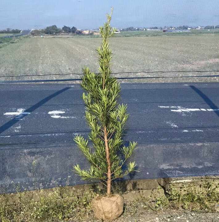 396円 訳あり ラカンマキ 羅漢槇 ５寸鉢植え
