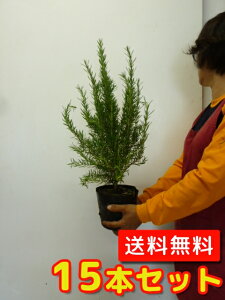植木 盆栽 ハーブ ローズマリーの人気商品 通販 価格比較 価格 Com