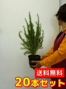 ハーブ 植木の人気商品 通販 価格比較 価格 Com