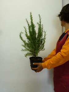 植木 盆栽 ハーブ ローズマリーの人気商品 通販 価格比較 価格 Com 植木 盆栽 ハーブ ローズマリーの人気商品 通販 価格比較 価格 Com