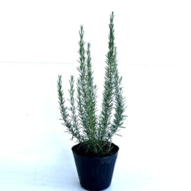 【 単 品 】 ローズマリー 樹高0.4m前後 15cmポット ろーずまりー ハーブ 立ち性ガーデニングに♪植え替え 寄せかご 寄せ植えなどに♪ 苗 植木 苗木 庭 生垣 目隠し
