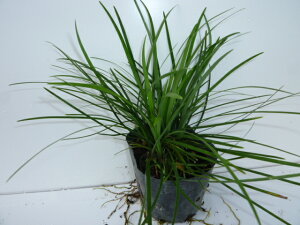 yzy56{Zbgz EmqQ / 9.0cm|bg イ̂Ђ ̂Ђ ̂Ђł ꂪyŋʗɔחtł c A c OhJo[  񂹐A 