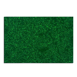 Musiclily 435x290mm M^[sbNK[h ST TL sbNK[hfރGLM^[/PBx[XpA4PO[p[