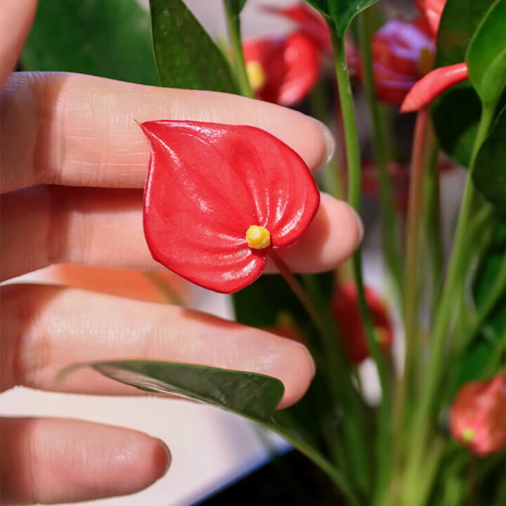 楽天市場 アンスリウム 紅かんざし 2号 2寸 24cm Anthurium アンスリューム オオベニウチワ 大紅団扇 観葉植物 ミニ 小さい 育てやすい 育て方ガイド付き Hanatsumugi Green