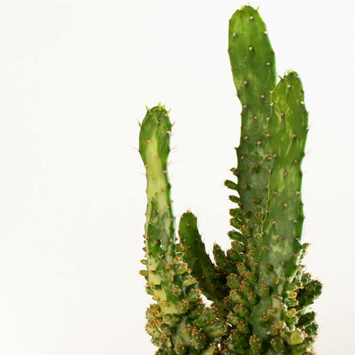 楽天市場 1点もの オプンチア ブルガリス 4号 4寸 33cm Opuntia Vulgaris 植木鉢付 植木鉢セット 現物 観葉植物 サボテン ウチワサボテン オプンティア ウルガリス セメント 鉢 ポット 育てやすい 育て方ガイド付き 送料無料 Hanatsumugi Green