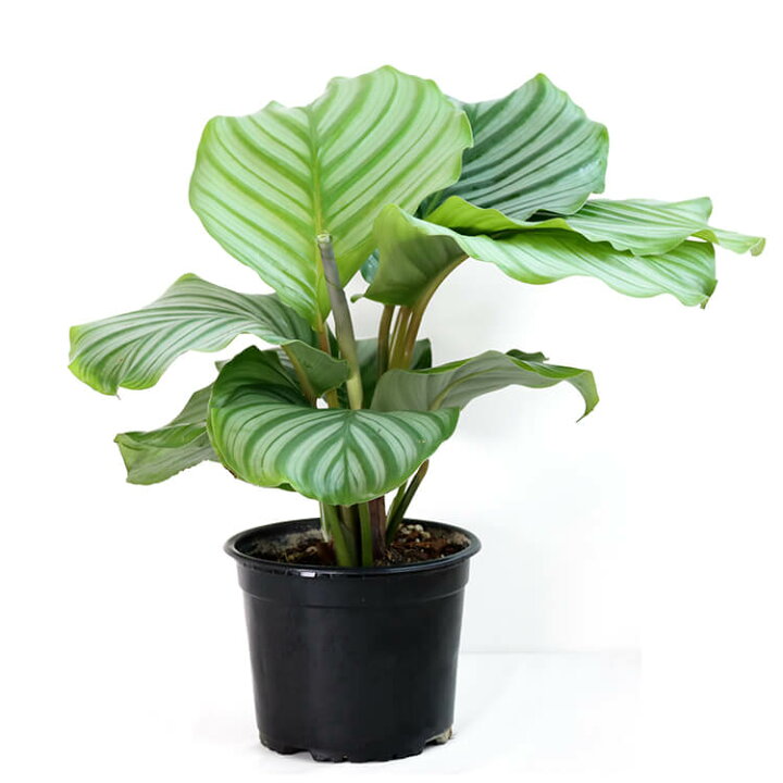 楽天市場 カラテア オルビフォリア オービフォリア 5号 5寸 35cm Calathea Orbifolia 観葉植物 育て方ガイド付き Hanatsumugi Green