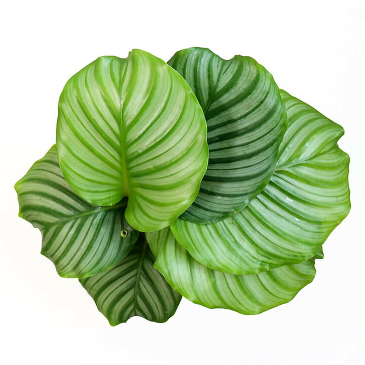 楽天市場 カラテア オルビフォリア オービフォリア 5号 5寸 35cm Calathea Orbifolia 観葉植物 育て方ガイド付き Hanatsumugi Green