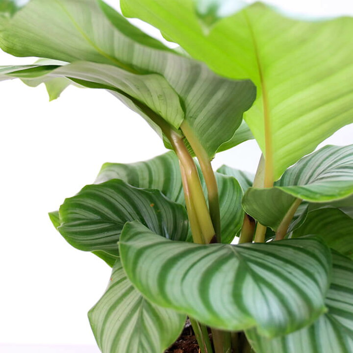 楽天市場 カラテア オルビフォリア オービフォリア 5号 5寸 35cm Calathea Orbifolia 観葉植物 育て方ガイド付き Hanatsumugi Green
