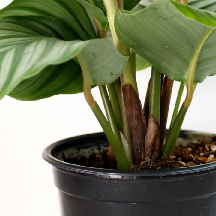 楽天市場 カラテア オルビフォリア オービフォリア 5号 5寸 35cm Calathea Orbifolia 観葉植物 育て方ガイド付き Hanatsumugi Green