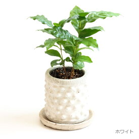 コーヒーの木 選べる植木鉢セット 4号 30cm coffea 観葉植物 植木鉢付 陶器 鉢 ポット ホワイト ブラウン 白 茶色 育て方ガイド付き 送料無料
